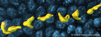 Zwischen den Zellen der Dünndarm-Deckzellschicht (blau) schlängelt sich ein Lymphozyt (gelb) hindurch. Bild: Prof. Dr. Andreas Gebert