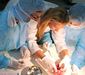  Herzchirurgen im Schülerlabor. Foto: K. Hoffmann/ UKJ