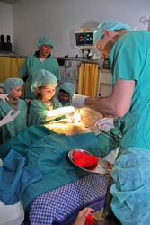 Ein Mädchen aus dem Kindergarten „Schatzinsel“ operiert den Teddy am Herzen. Prof. Torsten Doenst assistiert. Foto: UKJ / Schleenvoigt 