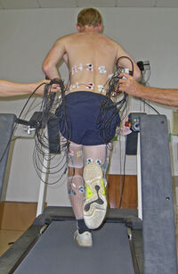 Rennender Proband auf dem Laufband, Elektroden messen die Aktivität von Muskeln, die für die Fortbewegung wesentlich sind. Foto: UKJ