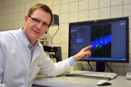 Prof. Dr. Christoph Redecker zeigt anhand eines konfokalen Laser-Scanning-Mikroskops einige Nervenzellen, die im erwachsenen Gehirn neu entstanden sind. (Foto: Riese/ UKJ)