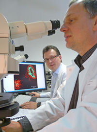 PD Dr. Marcus Franz und Prof. Alexander Berndt (r.) untersuchen durch chronische Abstoßungs- prozesse verändertes Herzgewebe. </p>