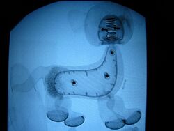 Kinder können am 8. November am UKJ mithilfe von Ultraschall herausfinden, wie ihr Kuscheltier von innen aussieht. Foto: UKJ