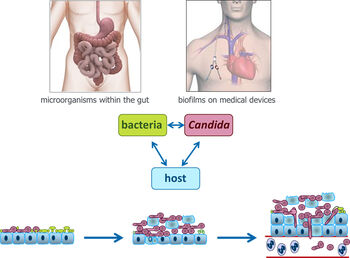 Fig.: CanBac – Interactions between Candida albicans and bacteria. As commensal on mucosal surfaces, during translocation through the gut barrier and in biofilms on medical devices the fungus Candida albicans has to interact not only with host cells but also with other microorganisms. CanBac investigates how these interactions work, how they contribute to development of fungal infections and whether antagonistic interactions with benign gut bacteria could be exploited for prophylaxis.